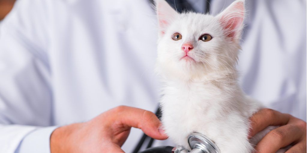 How To Prepare For Your Felines First Vet Visit