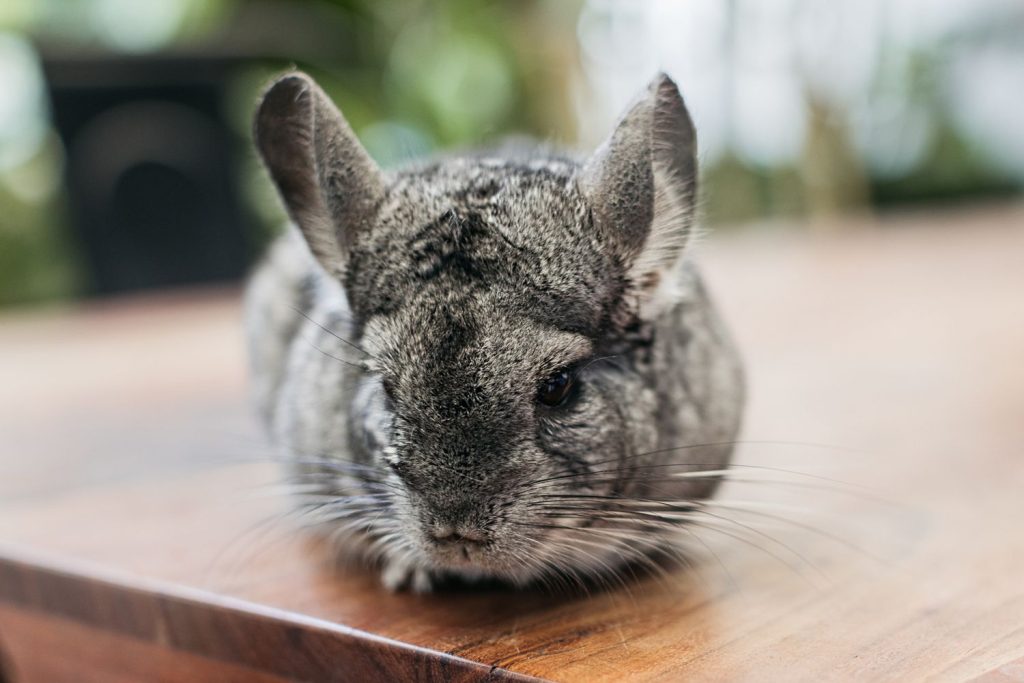 6 Great Pets for Your Apartment