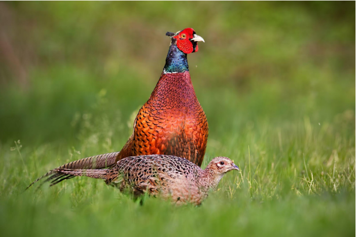 James Armstrong Shares Past Pheasant Hunting Adventures: Exploring Eastern Montana’s Rocky Mountain Front