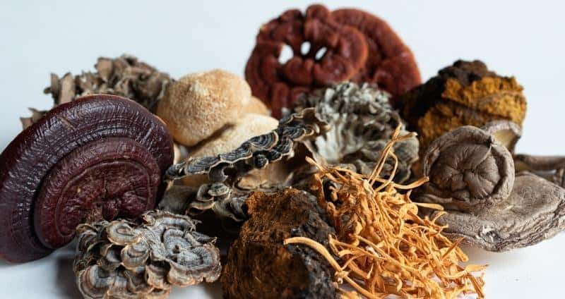 TOP 7 medicinal mushrooms for increasing energy and concentration