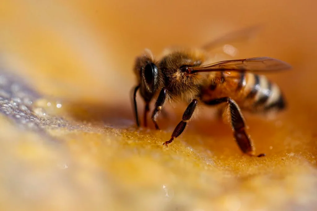 6 Surprising Facts About Bees